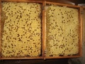 IMG 0411 Kleine Webansicht.jpg