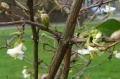 Japanischer Duftgeißblatt.jpg