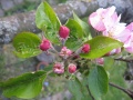 Apfelblüte geschlossen.jpg