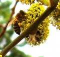 IMG 1362 1 2 1.jpg