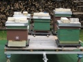IMG 0302.JPG