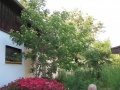 K1024 IMG 0913.JPG