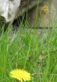Biene auf Löwenzahn03.jpg