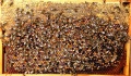 Bienenbrot.jpg