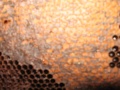 IMG 2858.JPG