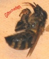IMG 222 183X220.jpg