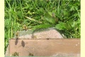 Bienen im Anflug01.jpg