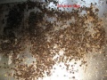 IMG 1357 293X220.jpg