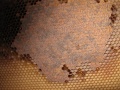IMG 2856 1.JPG